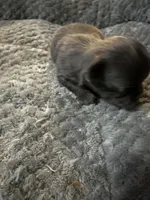 River boy 3, a male Chihuahua for sale in Louisa, VA – Photo 5 of 5