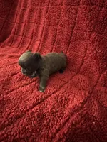 River boy 3, a male Chihuahua for sale in Louisa, VA – Photo 2 of 5