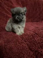 River boy 3, a male Chihuahua for sale in Louisa, VA – Photo 8 of 8