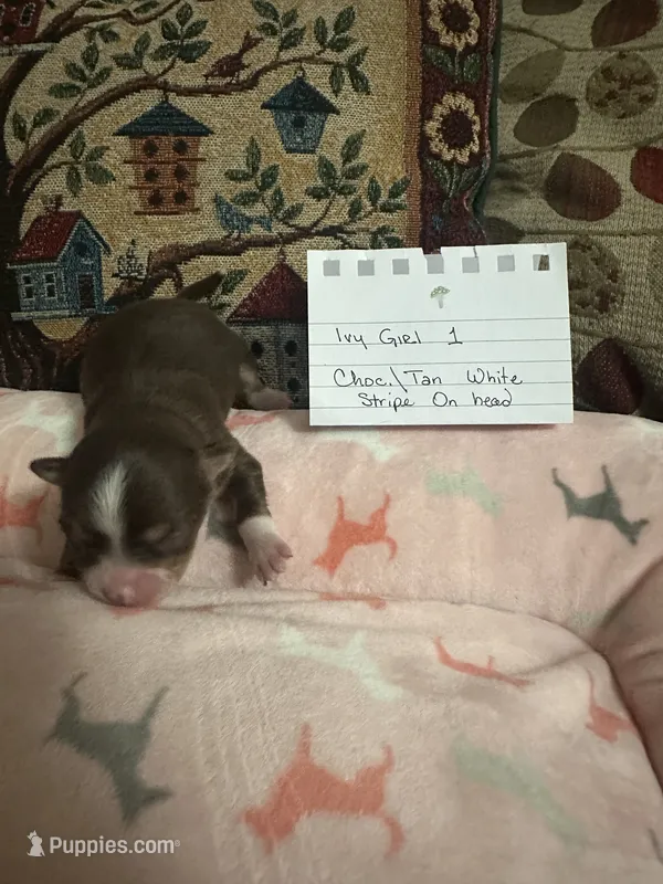 Ivy girl 1 – Chihuahua puppy for sale in Louisa, VA