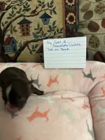 Ivy girl 2, a female Chihuahua for sale in Louisa, VA – 4 of 6