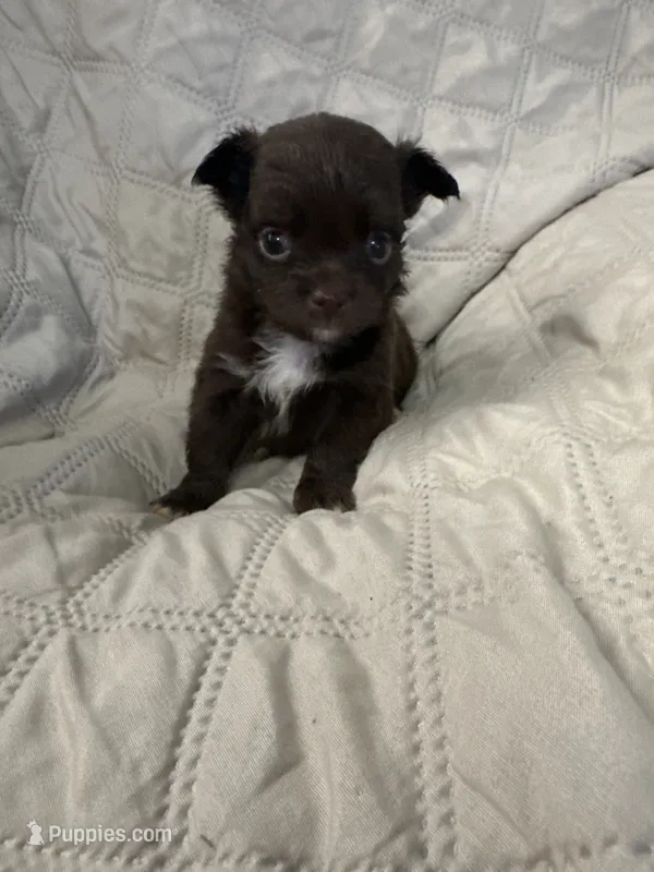 Ivy girl 2 – Chihuahua puppy for sale in Louisa, VA