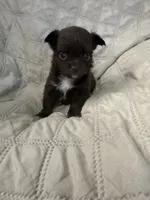 Ivy girl 3, a female Chihuahua for sale in Louisa, VA – 4 of 10