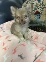 River boy 1, a male Chihuahua for sale in Louisa, VA – 6 of 10