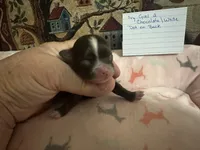 Ivy girl 2, a female Chihuahua for sale in Louisa, VA – 2 of 6