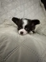 Ivy boy 2, a male Chihuahua for sale in Louisa, VA – 2 of 10