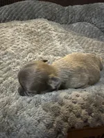 River boy 2, a male Chihuahua for sale in Louisa, VA – Photo 2 of 3