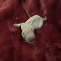 River boy 2, a male Chihuahua for sale in Louisa, VA – Photo 1 of 3