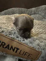 River boy 2, a male Chihuahua for sale in Louisa, VA – Photo 1 of 3