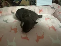 Ivy girl 2, a female Chihuahua for sale in Louisa, VA – 3 of 6