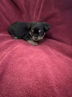 Cookie girl 2, a female Yorkshire Terrier for sale in Louisa, VA – Photo 3 of 8