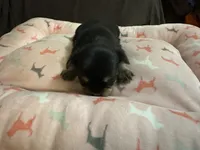 Cookie girl 2, a female Yorkshire Terrier for sale in Louisa, VA – Photo 6 of 8