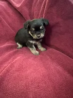 Cookie girl 2, a female Yorkshire Terrier for sale in Louisa, VA – Photo 5 of 8