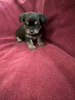 Cookie girl 2, a female Yorkshire Terrier for sale in Louisa, VA – Photo 4 of 8