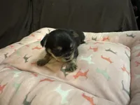 Cookie girl 2, a female Yorkshire Terrier for sale in Louisa, VA – Photo 7 of 8