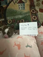 Ivy boy 3, a male Chihuahua for sale in Louisa, VA – 2 of 5