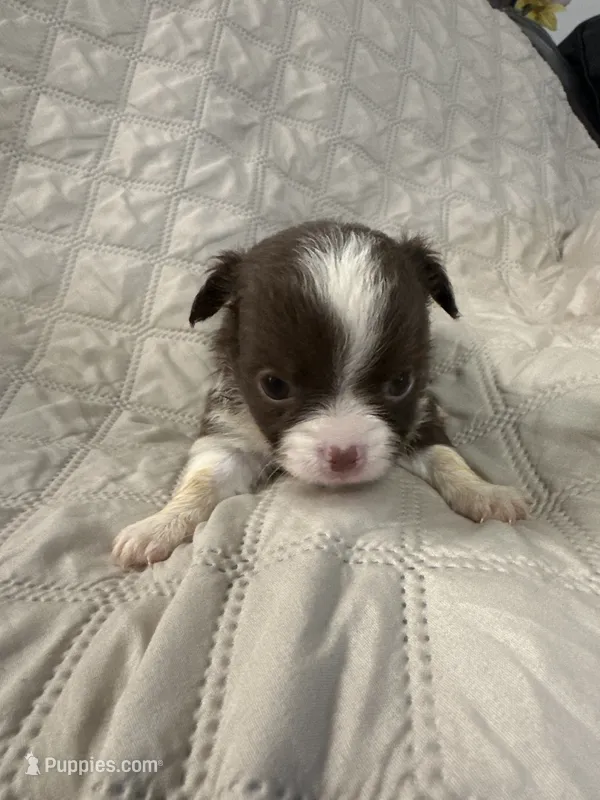 Ivy boy 3 – Chihuahua puppy for sale in Louisa, VA
