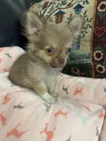 River boy 1, a male Chihuahua for sale in Louisa, VA – 3 of 10