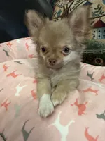 River boy 1, a male Chihuahua for sale in Louisa, VA – 2 of 10
