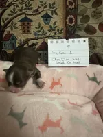 Ivy girl 1, a female Chihuahua for sale in Louisa, VA – 4 of 6