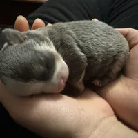 Ella boy, a male Chihuahua for sale in Louisa, VA – Photo 4 of 5