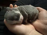 Ella boy, a male Chihuahua for sale in Louisa, VA – Photo 2 of 3