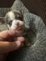 Ella boy, a male Chihuahua for sale in Louisa, VA – Photo 1 of 5