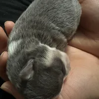 Ella boy, a male Chihuahua for sale in Louisa, VA – Photo 5 of 5