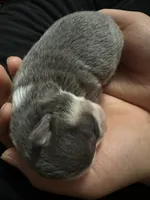 Ella boy, a male Chihuahua for sale in Louisa, VA – Photo 3 of 3