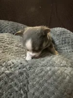 Ella boy, a male Chihuahua for sale in Louisa, VA – Photo 2 of 5