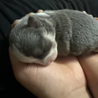 Ella boy, a male Chihuahua for sale in Louisa, VA – Photo 3 of 5