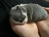 Ella boy, a male Chihuahua for sale in Louisa, VA – Photo 1 of 3