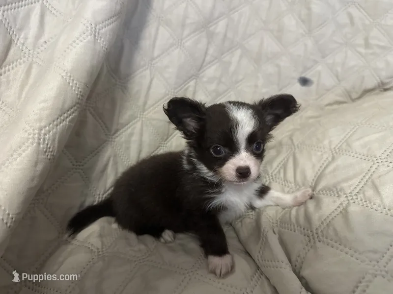 Ivy boy 2 – Chihuahua puppy for sale in Louisa, VA