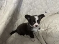 Ivy boy 2, a male Chihuahua for sale in Louisa, VA – 1 of 10