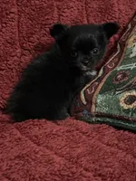 Freya girl 1, a female Chihuahua for sale in Louisa, VA – Photo 2 of 6