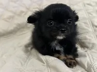 Freya girl 1, a female Chihuahua for sale in Louisa, VA – Photo 3 of 9