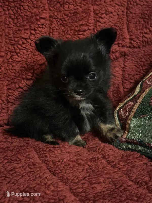 Freya girl 1 – Chihuahua puppy for sale in Louisa, VA