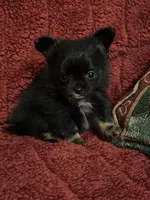 Freya girl 1, a female Chihuahua for sale in Louisa, VA – Photo 1 of 6