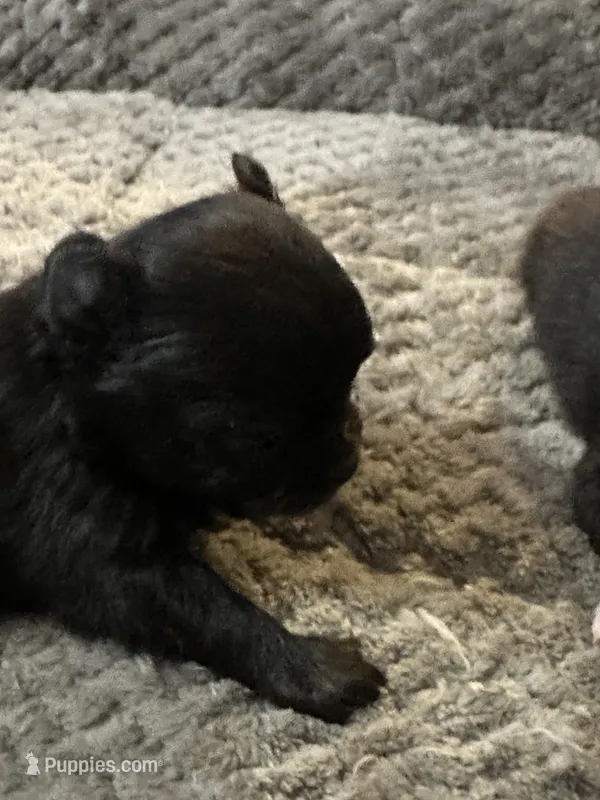 Freya boy1 – Chihuahua puppy for sale in Louisa, VA