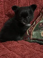 Freya girl 1, a female Chihuahua for sale in Louisa, VA – Photo 3 of 6