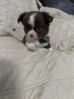 Ivy boy 3, a male Chihuahua for sale in Louisa, VA – 5 of 9