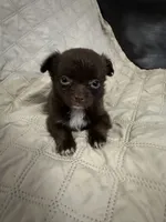Ivy girl 3, a female Chihuahua for sale in Louisa, VA – 3 of 10