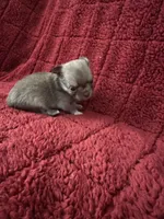 River boy 1, a male Chihuahua for sale in Louisa, VA – Photo 1 of 6