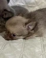 River boy 1, a male Chihuahua for sale in Louisa, VA – Photo 3 of 10