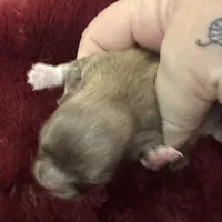 River boy 1, a male Chihuahua for sale in Louisa, VA – Photo 1 of 3