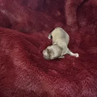 River boy 1, a male Chihuahua for sale in Louisa, VA – Photo 3 of 3