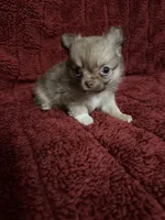 River boy 1, a male Chihuahua for sale in Louisa, VA – Photo 5 of 10