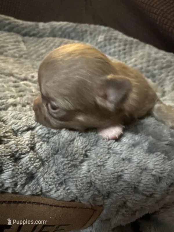 River boy 1 – Chihuahua puppy for sale in Louisa, VA