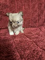 River boy 1, a male Chihuahua for sale in Louisa, VA – Photo 8 of 10