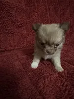 River boy 1, a male Chihuahua for sale in Louisa, VA – Photo 7 of 10